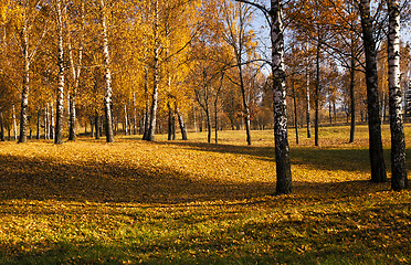 Image showing the autumn wood  