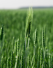 Image showing  green unripe grains