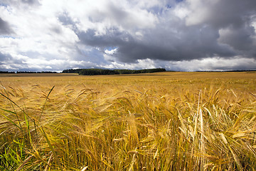 Image showing agriculture 