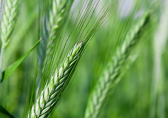 Image showing  green unripe grains