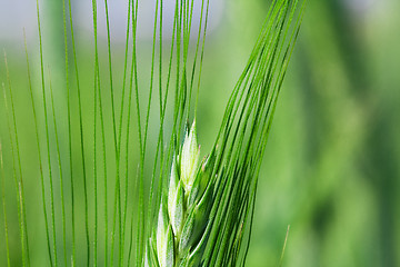 Image showing  green unripe grains