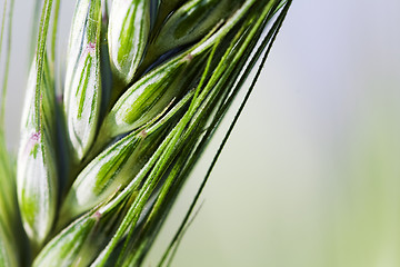 Image showing  green unripe grains