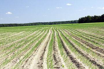 Image showing agricultural field 