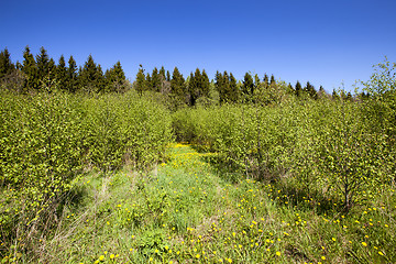 Image showing spring  