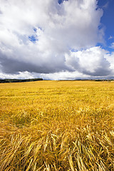 Image showing agricultural field  