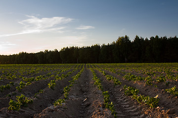 Image showing   potatoes