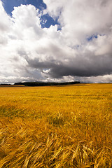 Image showing mature barley  