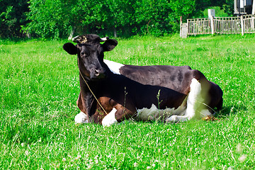 Image showing   cow lying on  grass