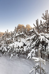 Image showing forest plantation  