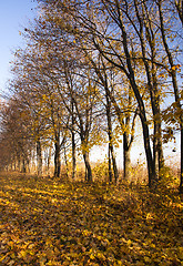 Image showing autumn trees  