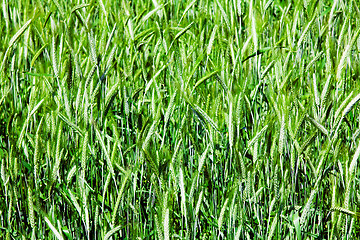 Image showing  green unripe grains