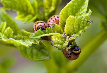 Image showing the Colorado beetle  