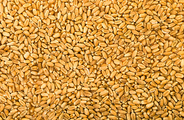 Image showing wheat, photographed in close-up