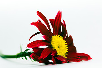 Image showing Red Daisy, 