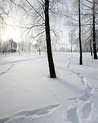 Image showing trees in park 