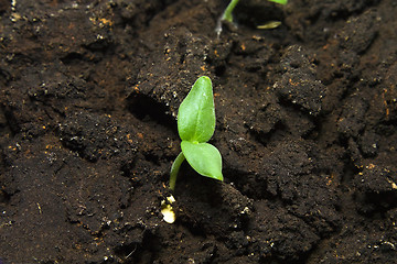 Image showing sprouts new plants in spring season