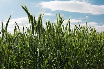 Image showing  green unripe grains