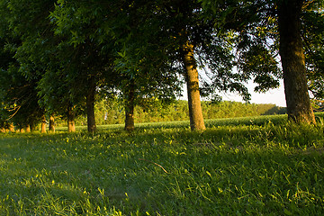 Image showing   trees in  summer 