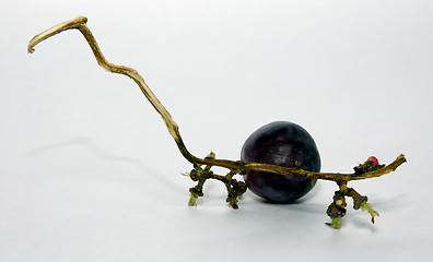 Image showing   dark grapes