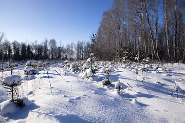 Image showing forest plantation 