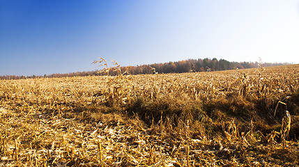 Image showing the cleaned corn field  