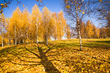 Image showing   trees   in  autumn  