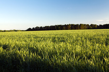 Image showing   wheat  