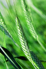 Image showing  green unripe grains