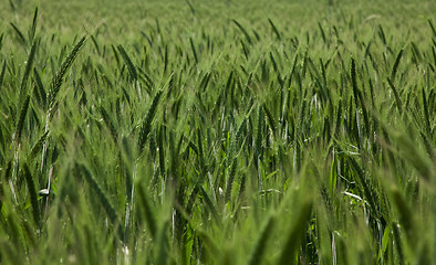 Image showing  green unripe grains