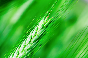 Image showing  green unripe grains