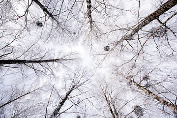 Image showing top of trees  