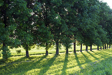 Image showing   trees in  summer 