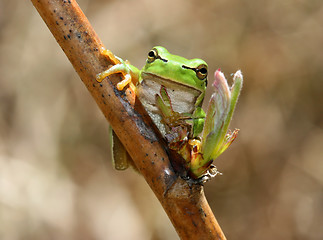 Image showing Green frog