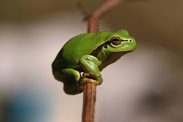 Image showing Green hyla frog