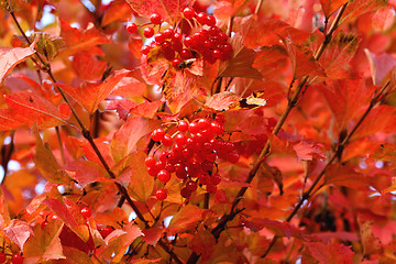 Image showing Viburnum leaves and fruit