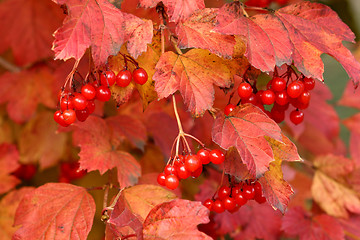 Image showing Autumn colors