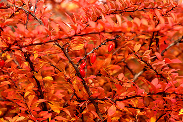 Image showing Autumn cotoneaster