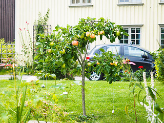 Image showing Small apple tree in front of beige house in garden, fresh green 