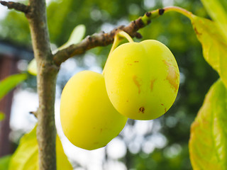 Image showing Two green ripe plums on closeup at summer