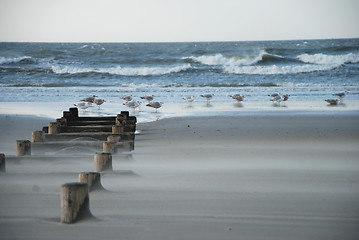 Image showing Gulls on the beach