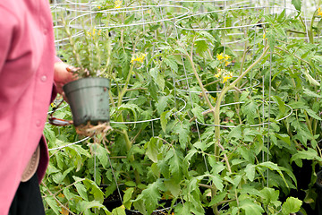 Image showing Gardener with Tomato Plants