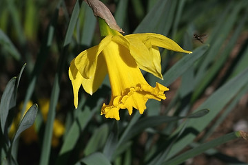 Image showing Daffodil with fly