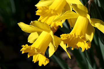 Image showing Daffodil