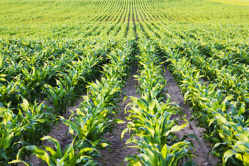 Image showing  grow corn
