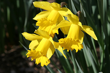 Image showing Daffodil