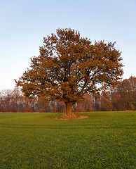 Image showing oak  