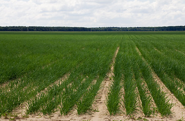 Image showing agricultural field 