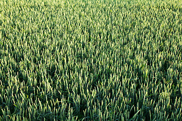 Image showing  green unripe grains