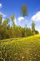 Image showing the spring wood  