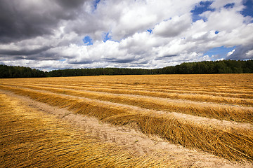 Image showing flax cleaning  